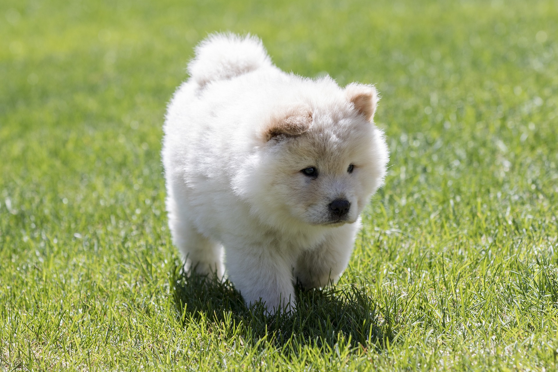 チャウチャウはどんな犬種 かわいいチャウチャウの性格や特徴を紹介 Moffme