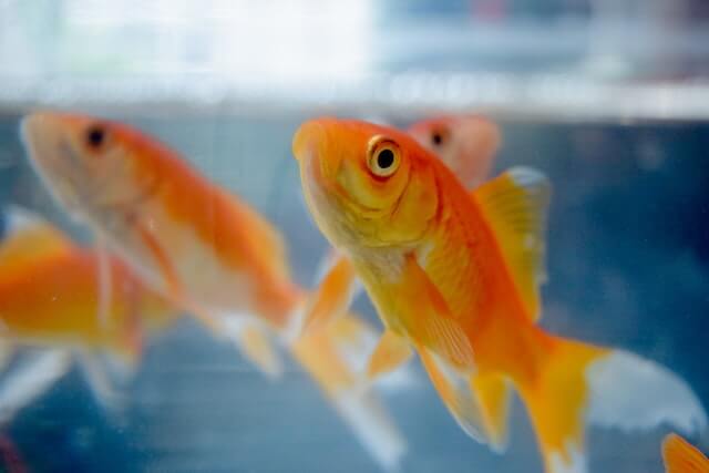 金魚の松かさ病の原因は 治療法 予防法 感染力について解説 Moffme